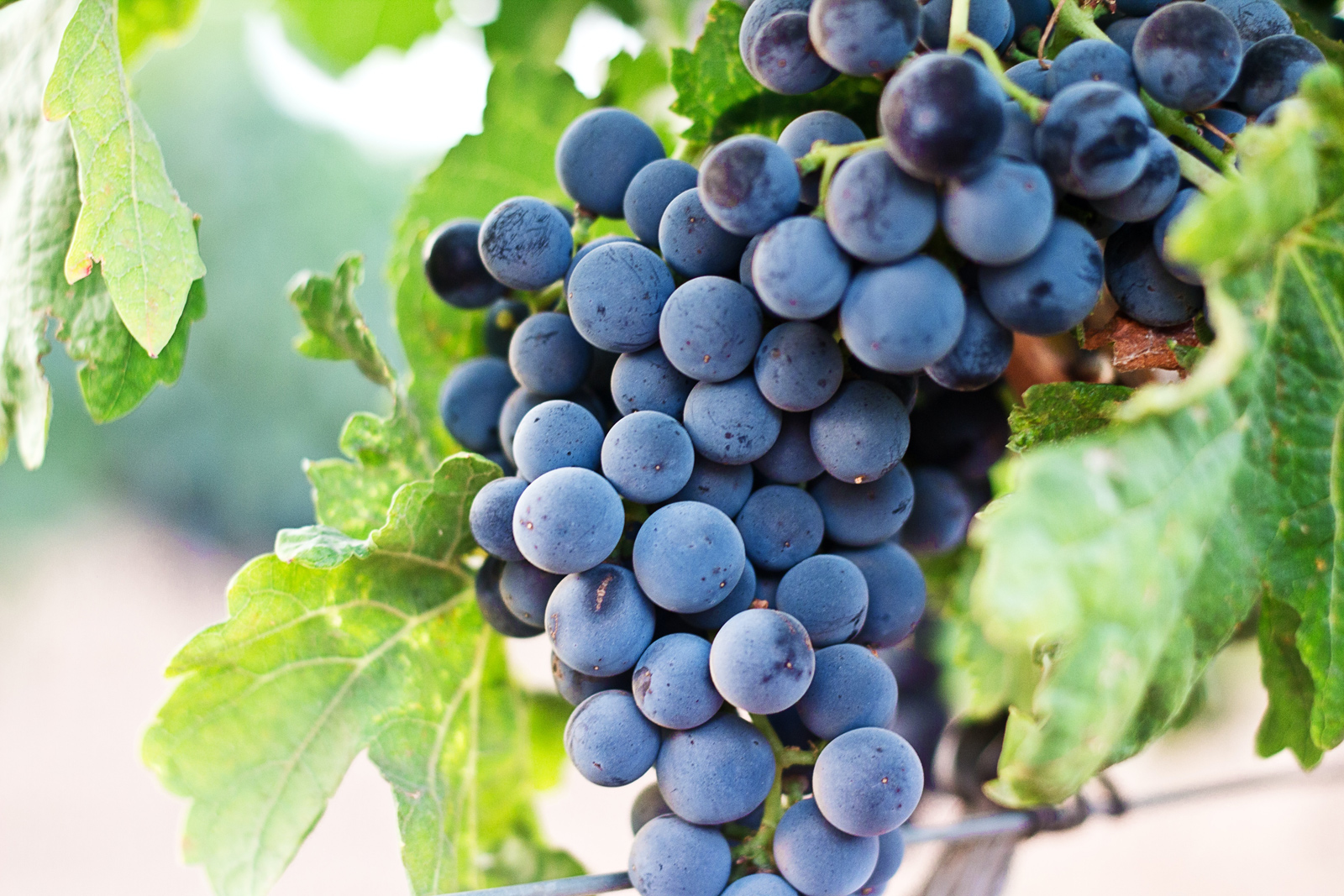 El Sello Vignoble et Découverte, una marca de  ...